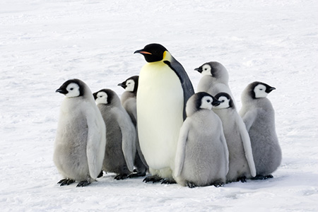 Some penguins.